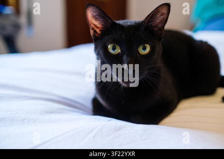 Black cat with yellow eyes resting on white sheets, looking directly at the camera Stock Photo