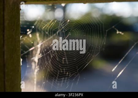 Cobweb, Rügen island Stock Photo