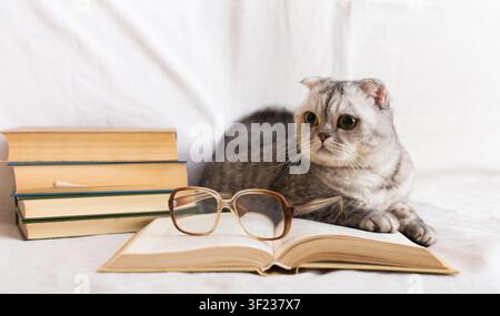 Cute cat plays with glasses and open books close up Stock Photo