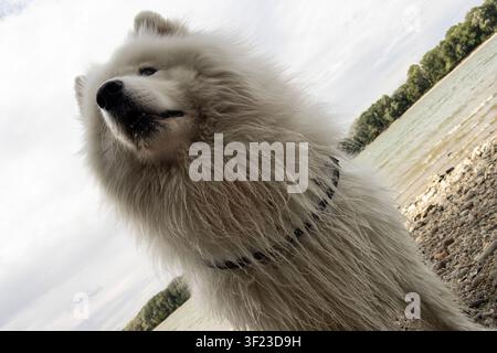 Low-angle tilted shot of an alert Samoyed dog on the Danube bank, looking into the distance with an open mouth, showing teeth and black nose Stock Photo