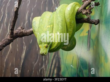 green tree python, or Morelia viridis, hanging from a branch, in captivity. Stock Photo