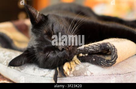 Black cat sleeping on a chair indoors. Home comfort concept for pet care, relaxation and domestic life Stock Photo