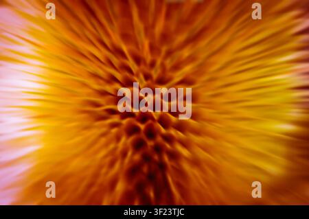 Orange yellow zoom blur of thistle flower head. Textured center. Garden. Stock Photo