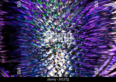 Vibrant purple blue green and white pattern of interlocking shapes Spiky elements radiate from the center Close up view Studio Stock Photo