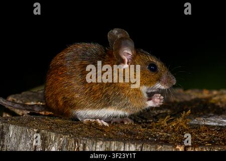 Wood mouse Stock Photo