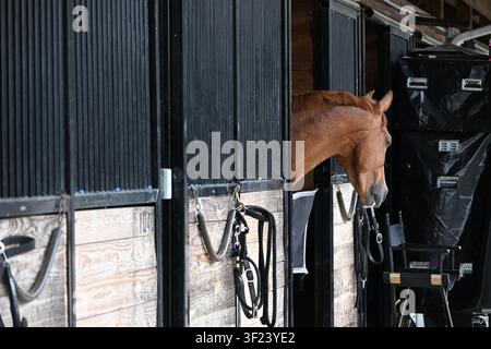 Chestnut Horse Looking Out from a Stable in Aiken, South Carolina Stock Photo