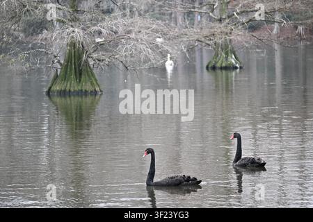 Pair of Black Swans on Swan Lake in South Carolina Stock Photo