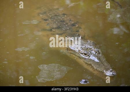 Wild Spectacled Caiman Swimming in Tropical Waters at Isla Parida, Boca Chica, Chiriquí, Panama Stock Photo