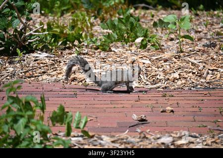 Eastern Gray Squirrel on a Brick Path in Columbia, South Carolina Stock Photo