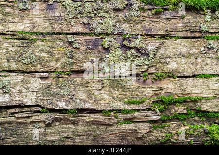 Texture of old wooden planks covered with moss and lichen. Old rotten wood. Stock Photo
