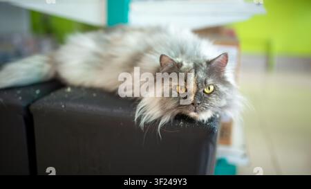 A cozy scene featuring a fluffy gray cat with striking yellow eyes, lounging comfortably on a cushion in a warm, inviting home environment. Stock Photo