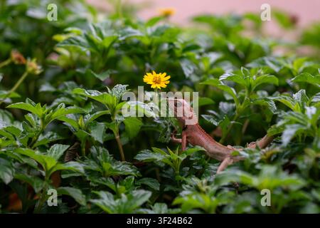 A small gecko is perched on lush green foliage next to a bright yellow flower in a natural outdoor setting, showcasing wildlife and plant life in harm Stock Photo