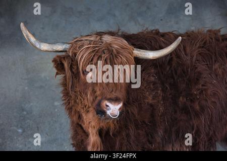Close-Up Portrait of a Highland Cow with Long Horns Close-up portrait of a shaggy Highland cow with long curved horns and a thick reddish-brown coat. Stock Photo