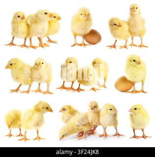 Cute fluffy chicks on white background. Baby animals Stock Photo