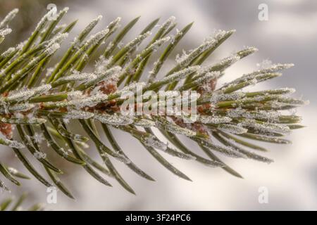 Frosted spruce branch macro with ice crystals on green needles, soft winter background conveying cold climate, freshness and seasonal calm Stock Photo