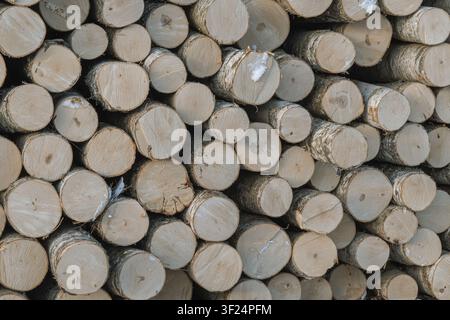 High-grade birch saw logs stacked in timber yard, premium veneer quality wood for plywood and furniture manufacturing industry Stock Photo
