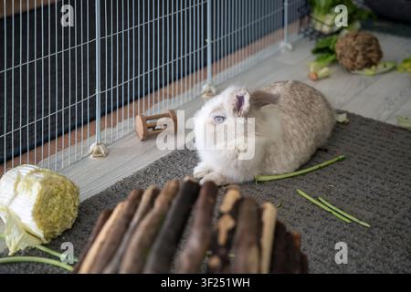 White and gray lionhead dwarf rabbit resting on a rug inside an indoor enclosure with cabbage, green stems, a wooden toy and a hay ball nearby. The fl Stock Photo