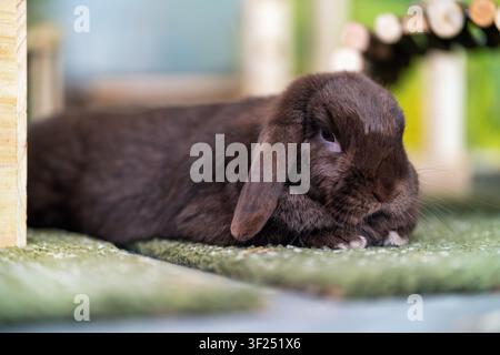 Brown lop rabbit lying on a green rug inside an indoor enclosure. The pet has long floppy ears, soft fur and a calm expression. Stock Photo