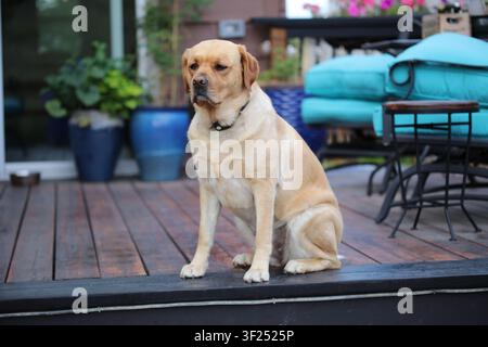Adult Yellow Labrador Retriever sits calmly on a backyard deck surrounded by outdoor furniture and colorful potted plants in a residential setting. Stock Photo