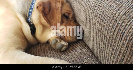 Close-up portrait of a sleeping Red Fox  Labrador Retriever resting peacefully on a sofa with its paw tucked beneath its face. Stock Photo