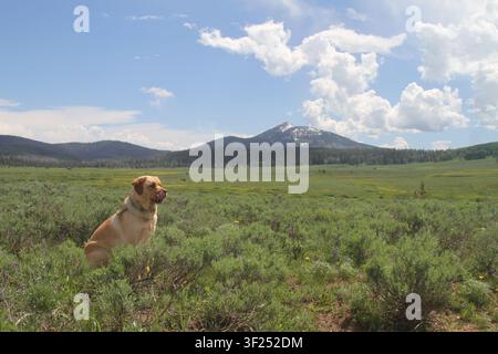 A Red Fox Labrador Retriever sits in a mountain meadow with a snow-capped peak rising in the background beneath dramatic summer clouds. Stock Photo