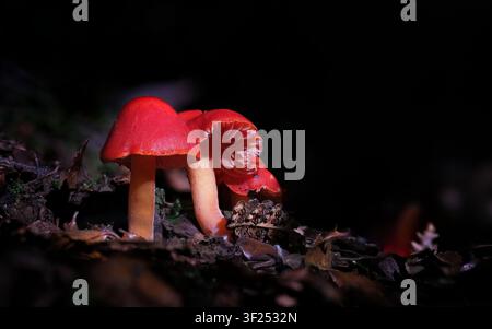 A group of red Hygrocybe firma fungi fruiting bodies grows on the forest floor lit by a ray of sunlight at Franklin forest, Tasmania, Australia Stock Photo