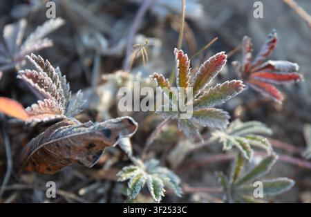 Close-up macro photograph of frost crystals coating colorful wildflower leaves during a cold autumn morning. Stock Photo