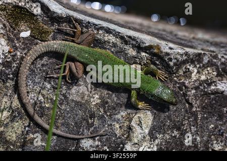 Green Lizard Basking on a Stone Wall Near Water A vivid green lizard resting on a sunlit stone wall beside the water. Stock Photo