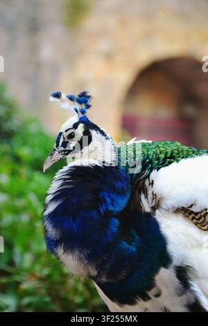 side profil portrait of a beautiful pied peacock with vibrant blue, green, and white feathers Stock Photo