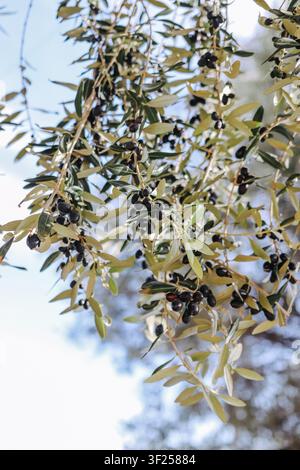 Close-up of fresh black olives growing on tree in sunlit orchard Stock Photo