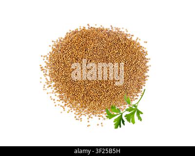Coriander Seeds Isolated, Cilantro Grains with Fresh Parsley Leaf. Cilantro leavesChinese Parsley Seed Group, Dry Spices, Seasonings, Coriander Herb o Stock Photo