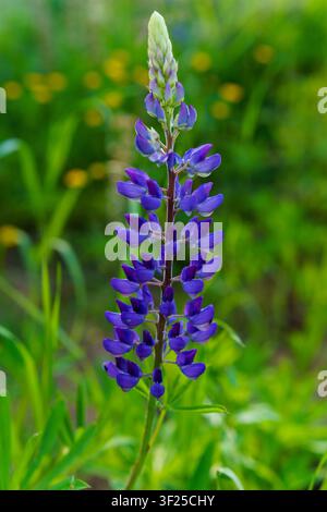 Tall purple lupine (Lupinus) in bloom against a soft green meadow background Stock Photo