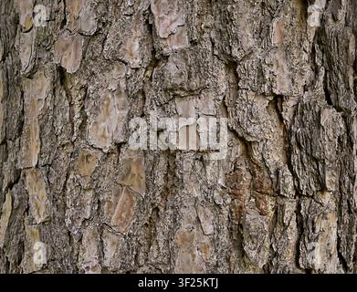 Close-up view of natural pine tree bark showing rough layered bark plates, deep fissures, weathered wood surfaces, and gray-brown organic texture. Sui Stock Photo