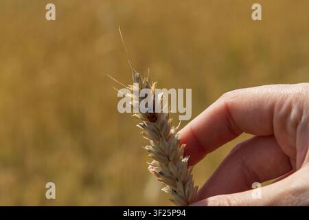 A person holds a wheat stalk with a small ladybug on it while standing in a golden field under clear skies during the summer season. Stock Photo