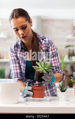 Woman planting houseplant in kitchen pot during a wellness or gardening routine, using natural ingredients, household plants and calm domestic details. Stock Photo