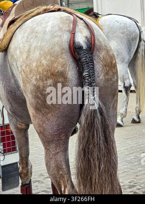 Gray Andalusian horse stands in a stable. The focus is on its croup, showcasing a neatly braided tail and a classic leather harness. This captures the Stock Photo