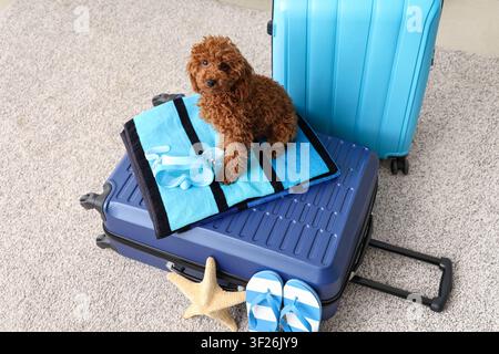 Cute brown poodle puppy sitting on a blue suitcase with beach towel and swimming goggles, ready for summer vacation travel Stock Photo