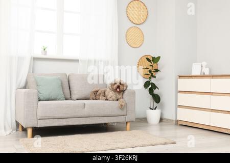 Cute shih tzu dog resting comfortably on a modern gray sofa in a bright, minimalist living room interior Stock Photo