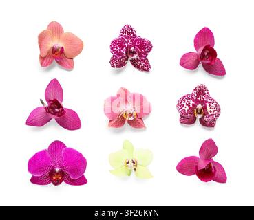 Nine colorful orchid flowers in various shades of pink, purple, and yellow, arranged on a clean white background Stock Photo