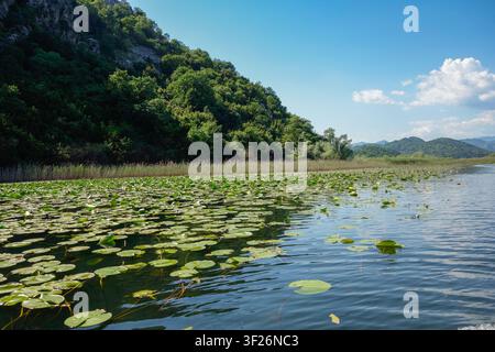 lily pads and reeds on Lake Skadar shore, in Montenegro, Southern Europe. Stock Photo