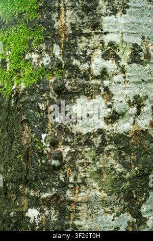 Close-up view of weathered, moss-covered concrete or stone surface with visible cracks and discoloration. Stock Photo