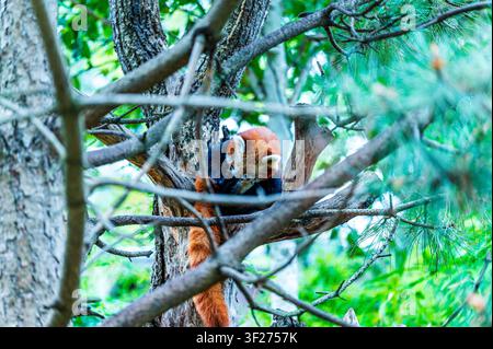 A red panda with orange fur and a long bushy tail is perched high in a tree, partially hidden by branches and green foliage. The animal appears to be Stock Photo