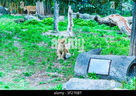 A young lion cub sits on green grass with one paw on a worn soccer ball in a naturalistic zoo enclosure at Leipzig Zoo, Germany. Tree trunks, rocks, a Stock Photo