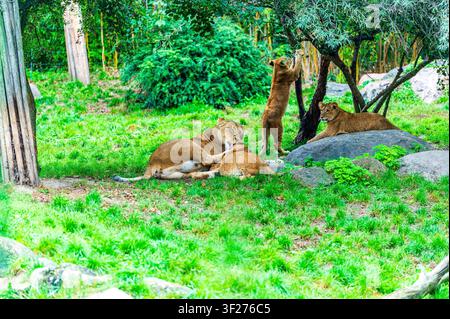 A lioness lies on the grass grooming one of her cubs while two other lion cubs play and rest on rocks under leafy trees in a green outdoor enclosure a Stock Photo