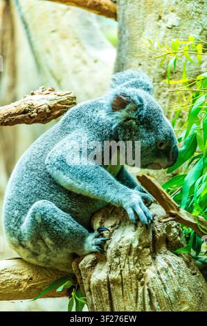 Vertical close up photograph of a koala at Leipzig Zoo in Germany. The grey-furred marsupial is perched on a tree branch inside its enclosure, surroun Stock Photo
