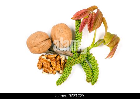 Walnut flowers and fruits on a white background. Spring walnut blossom. Stock Photo