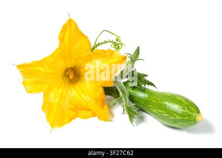 Zucchini flower with a small zucchini on a white background. Flowering vegetables. Yellow flower close-up. Stock Photo