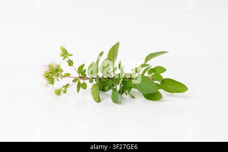 Fresh thyme twig isolated, fresh marjoram leaves and flowers, oregano sprig, green thyme seasoning leaf, thyme leaves, rosemary herbs and spices on wh Stock Photo