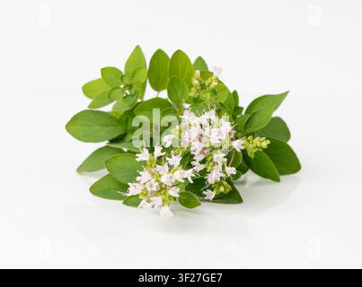 Fresh thyme twig isolated, fresh marjoram leaves and flowers, oregano sprig, green thyme seasoning leaf, thyme leaves, rosemary herbs and spices on wh Stock Photo