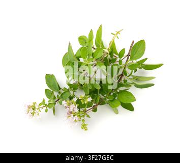 Fresh thyme twig isolated, fresh marjoram leaves and flowers, oregano sprig, green thyme seasoning leaf, thyme leaves, rosemary herbs and spices on wh Stock Photo
